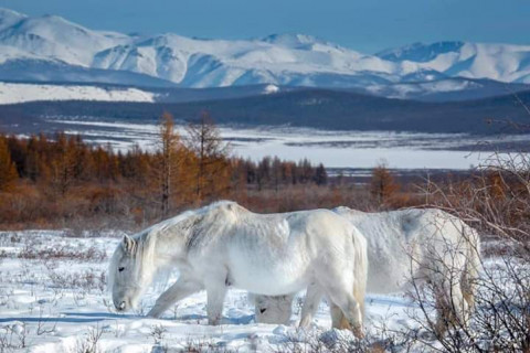 Үс шинээр үргээлгэх буюу засуулбал өлзийтэй сайн