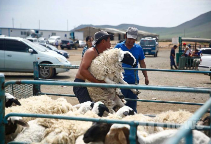 ХАНШ: Эмээлт зах  дээр хонь, ямааны үнэ бууж ₮100-280 мянган төгрөг байна