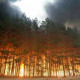 Хөвсгөл аймгийн Улаан-Уул сум, Сэлэнгэ аймгийн Хүдэр суманд ойн түймэртэй байна