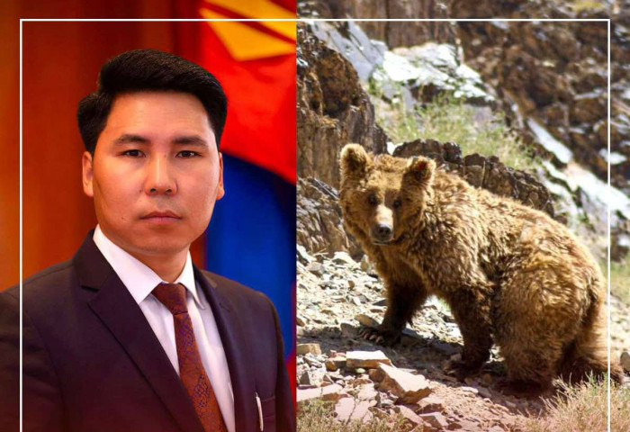 Ерөнхийлөгчийн санаачилгаар Мазаалай баавгайг хамгаалах ажил амжилттай өрнөж байна