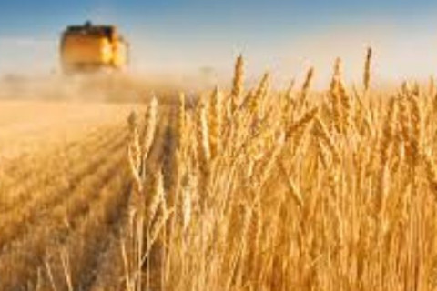 Гангийн улмаас дэлхийн олон орон ургац алдахад хүрчээ