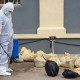 Мөрөн сумын иргэн өөрийн хүсэлтээр 30 тарвагыг мэргэжлийн байгууллагад хүлээлгэн өгчээ