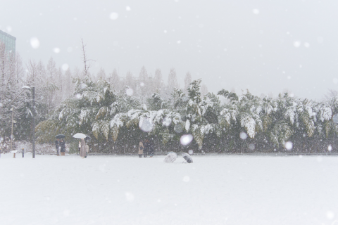 Сөүл хотод цас их хэмжээгээр орсон нь гамшгийн нөхцөл байдал үүсгэжээ