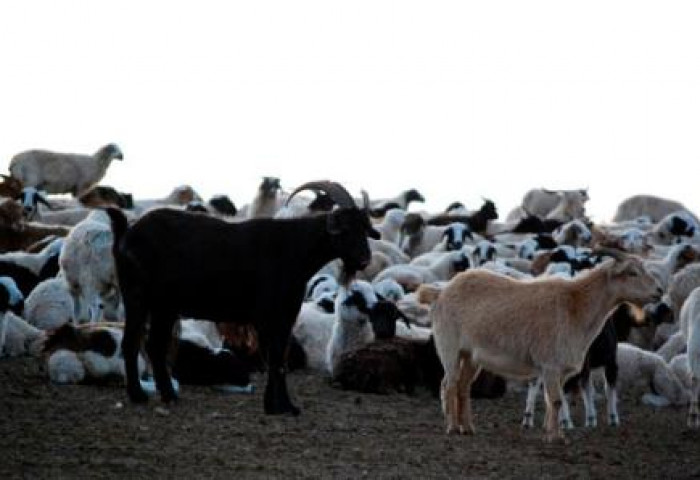 Нийслэлийн мал, тэжээвэр амьтдын тоог нэгтгэж байна