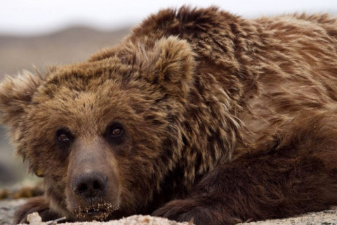 Мазаалай баавгайг хамгаалах өдрийн хүрээнд танин мэдэхүйн үйл ажиллагаа болно