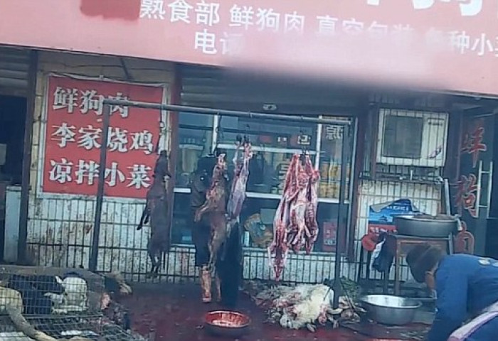 Хятадууд нохойны арьсаар бээлий хийж байна 
