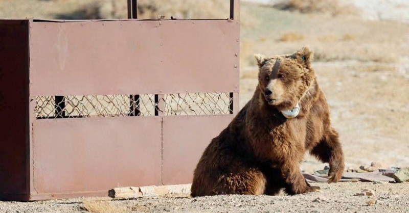 Мазаалай баавгайд сансрын дохиолол бүхий хүзүүвч зүүлээ