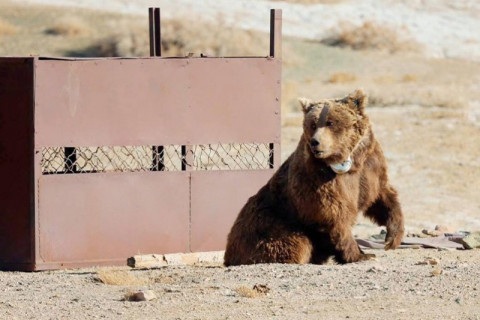 Мазаалай баавгайд сансрын дохиолол бүхий хүзүүвч зүүлээ