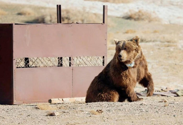 Мазаалай баавгайд сансрын дохиолол бүхий хүзүүвч зүүлээ