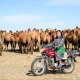 Дэлхийн бэлчээрийн мал аж ахуй эрхлэгчдийн чуулган зохиогдож байна