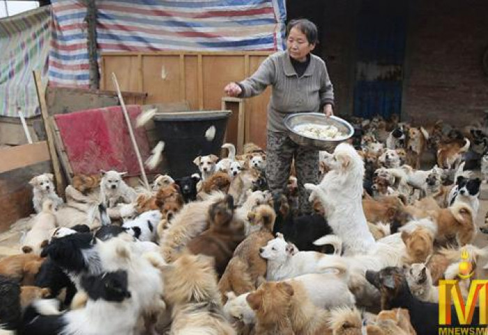  1300 золбин нохойг хооллохын тулд үүрийн дөрвөн цагт босдог эмээ 
