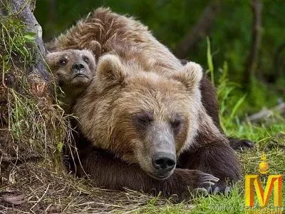 Баавгай агнасан этгээдүүдэд 1.6-4 жилийн хорих ял оноолоо